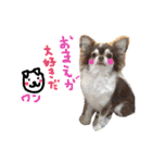 dog party（個別スタンプ：1）