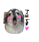 dog party（個別スタンプ：2）