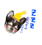 dog party（個別スタンプ：4）