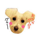 dog party（個別スタンプ：5）