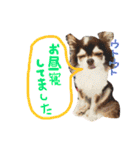 dog party（個別スタンプ：6）