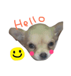 dog party（個別スタンプ：7）