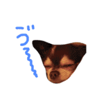 dog party（個別スタンプ：10）