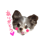 dog party（個別スタンプ：12）
