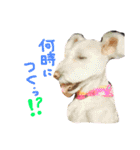 dog party（個別スタンプ：13）