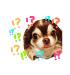 dog party（個別スタンプ：15）