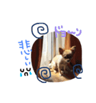 dog party（個別スタンプ：16）