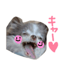 dog party（個別スタンプ：18）