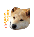 dog party（個別スタンプ：20）