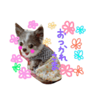 dog party（個別スタンプ：21）