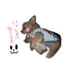 dog party（個別スタンプ：22）