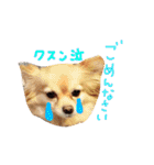 dog party（個別スタンプ：24）