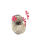 dog party（個別スタンプ：30）