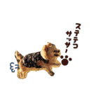 dog party（個別スタンプ：31）