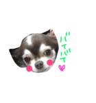 dog party（個別スタンプ：34）