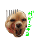 dog party（個別スタンプ：35）