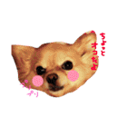 dog party（個別スタンプ：36）