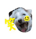 dog party（個別スタンプ：37）