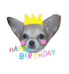 dog party（個別スタンプ：38）
