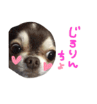 dog party（個別スタンプ：40）