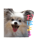 パピヨンまろん（個別スタンプ：2）