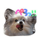 パピヨンまろん（個別スタンプ：5）
