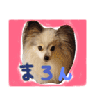 パピヨンまろん（個別スタンプ：6）
