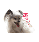 パピヨンまろん（個別スタンプ：7）