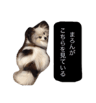 パピヨンまろん（個別スタンプ：11）