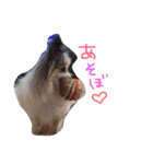 パピヨンまろん（個別スタンプ：14）