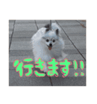パピヨンまろん（個別スタンプ：19）