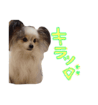 パピヨンまろん（個別スタンプ：22）