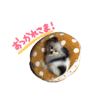 パピヨンまろん（個別スタンプ：24）