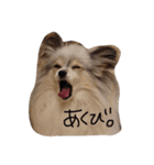 パピヨンまろん（個別スタンプ：30）