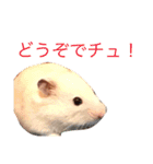 チュウ吉スタンプ（個別スタンプ：25）