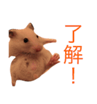 チュウ吉スタンプ（個別スタンプ：36）
