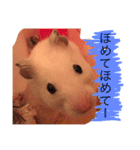 チュウ吉スタンプ（個別スタンプ：40）