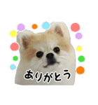 ポメラニアンのぽんさん2（個別スタンプ：7）