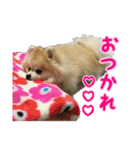 ポメラニアンのぽんさん2（個別スタンプ：11）