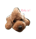 プードルのロックくん❤︎（個別スタンプ：2）