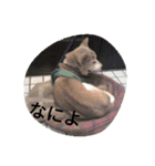 愛する柴犬（個別スタンプ：1）