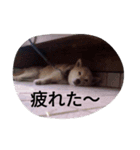 愛する柴犬（個別スタンプ：2）