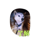 愛する柴犬（個別スタンプ：3）