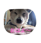 愛する柴犬（個別スタンプ：4）