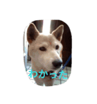 愛する柴犬（個別スタンプ：5）
