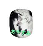 愛する柴犬（個別スタンプ：6）