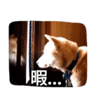 愛する柴犬（個別スタンプ：7）