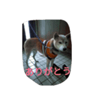 愛する柴犬（個別スタンプ：8）