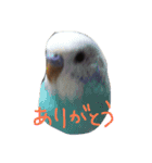 アニマル挨拶（個別スタンプ：5）