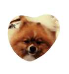 pomeranian0207（個別スタンプ：1）